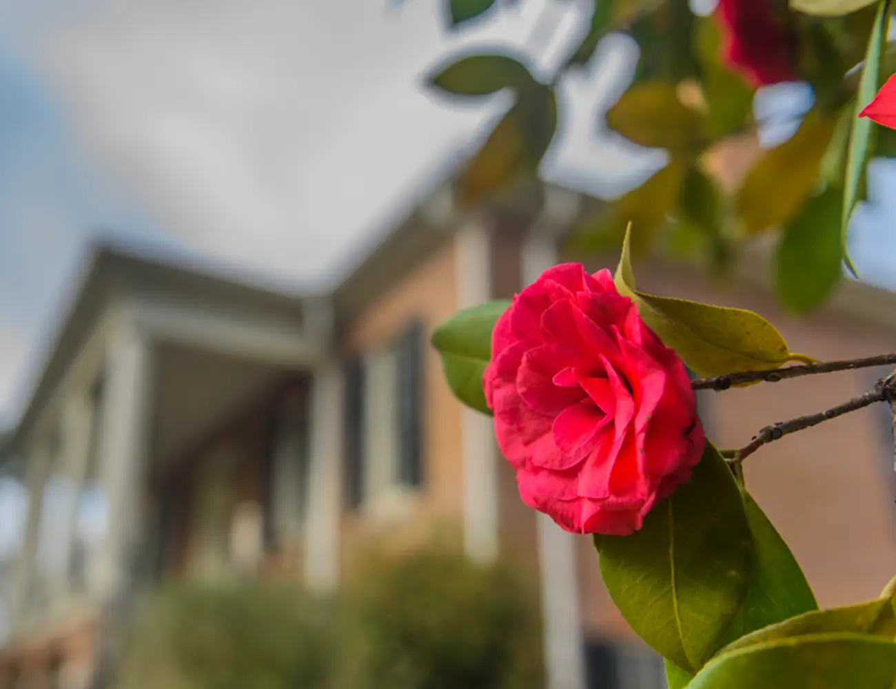 Camellia